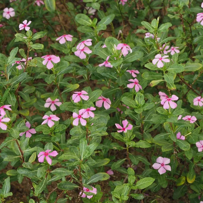 Madagascar Periwinkle – The Blossoming Healer-زهرة البنفسج مدغشقر