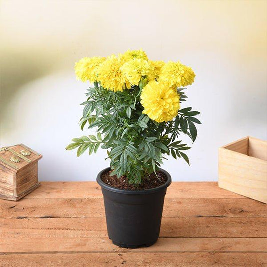 Marigold Plant – Nature’s Golden Glow