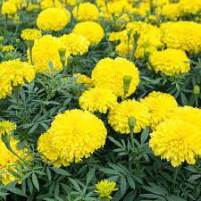 Marigold Plant – Nature’s Golden Glow