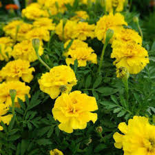 Marigold Plant – Nature’s Golden Glow