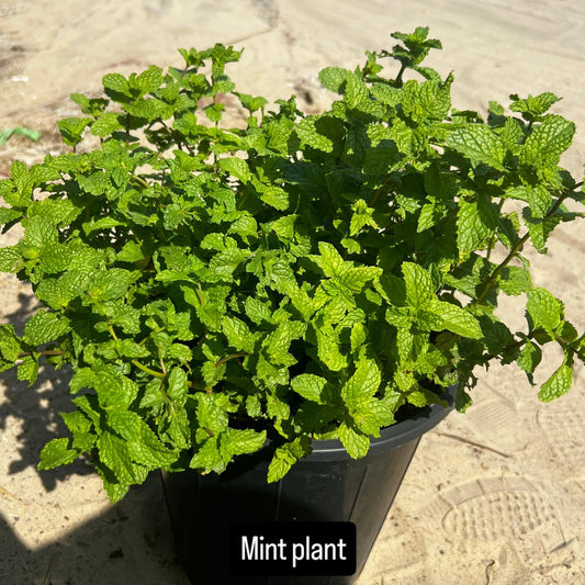 Mint Plant –  نبات النعناع