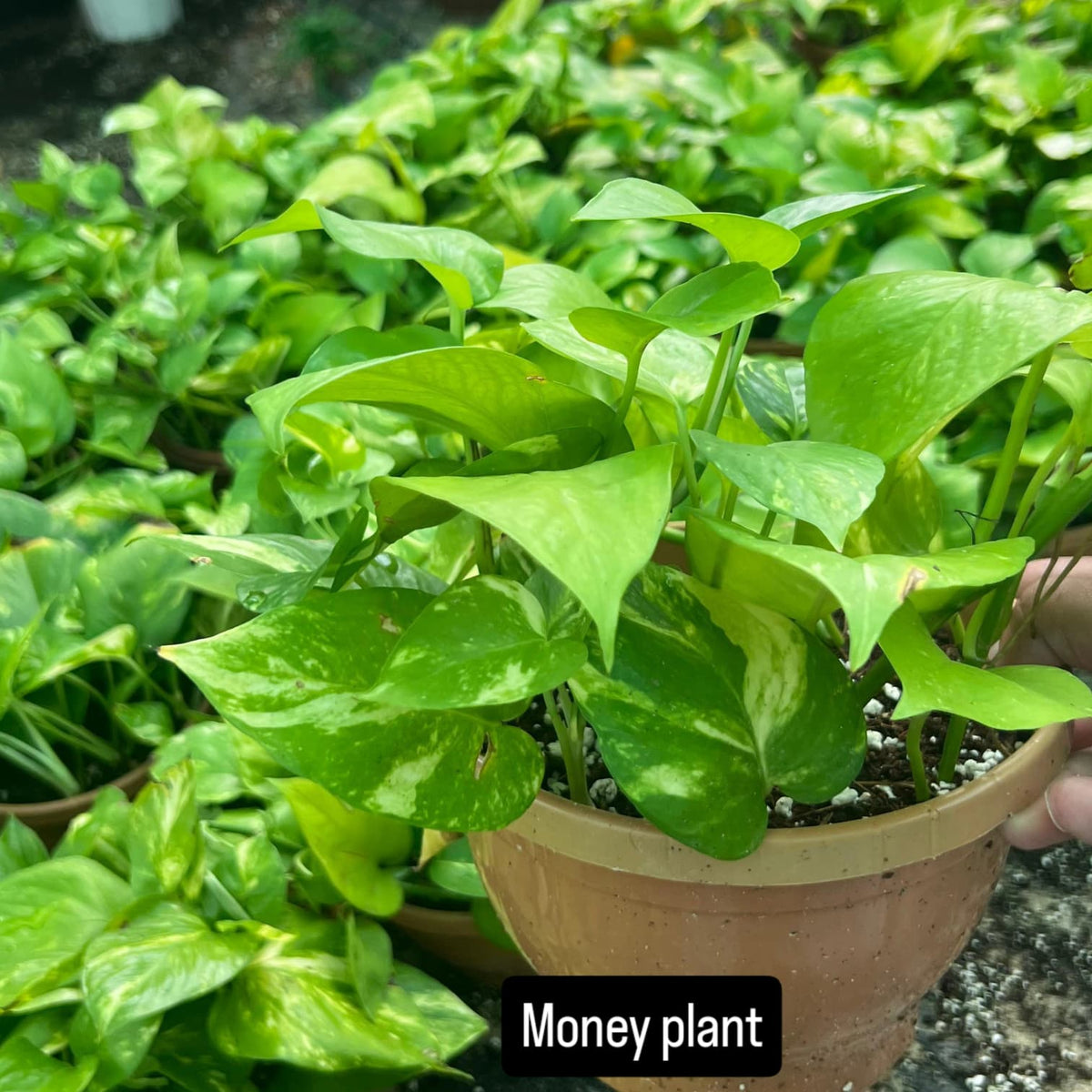 Money Plant – The Green Symbol of Prosperity-نبات المال