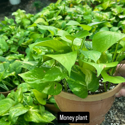 Money Plant – The Green Symbol of Prosperity-نبات المال
