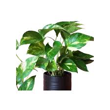 Money Plant – The Green Symbol of Prosperity-نبات المال