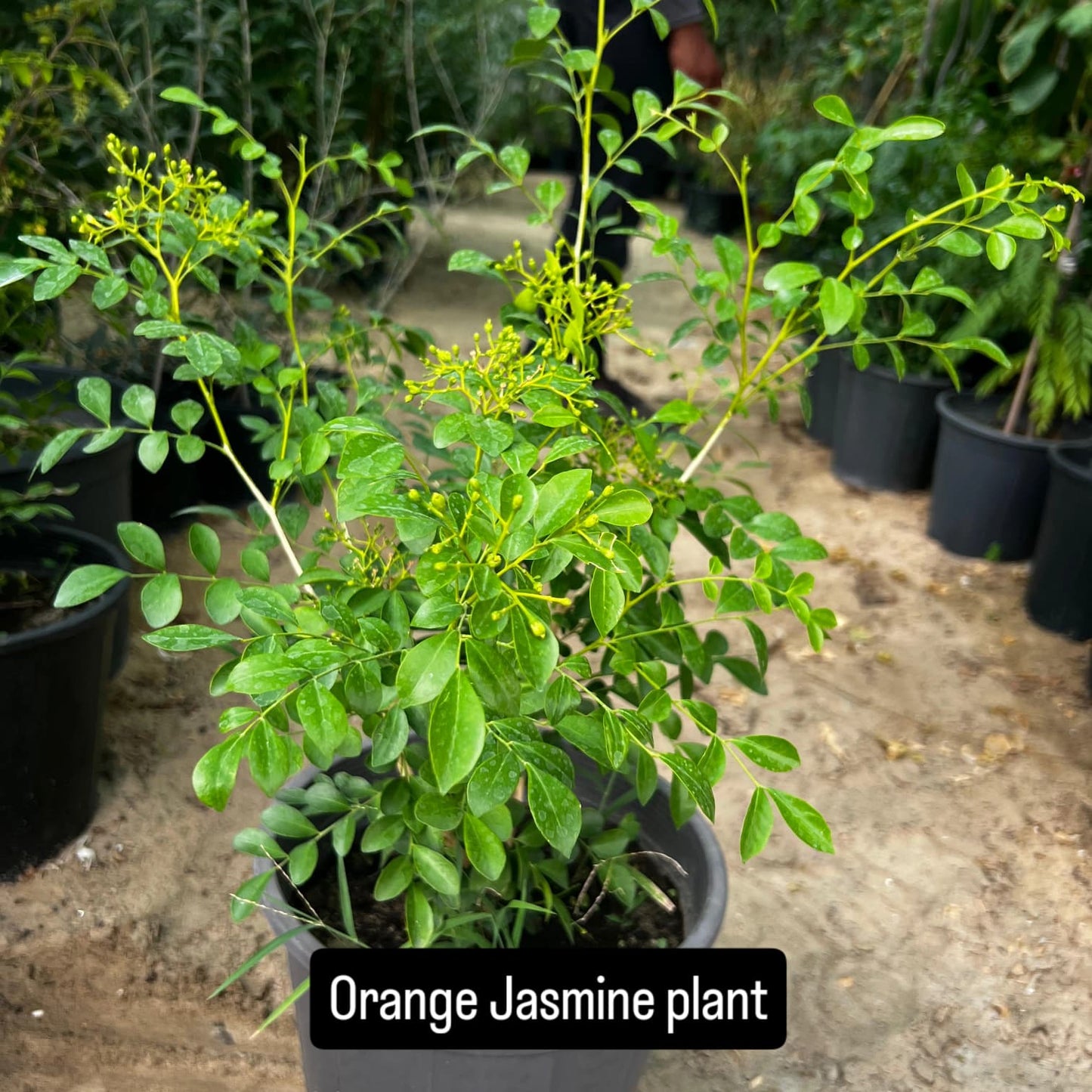 Orange Jasmine – The Fragrant Jewel of the Tropics-برتقال ياسمين