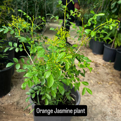 Orange Jasmine – The Fragrant Jewel of the Tropics-برتقال ياسمين