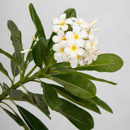 Singapore Plumeria – White Frangipani | بلوميريا سنغافوري البيضاء