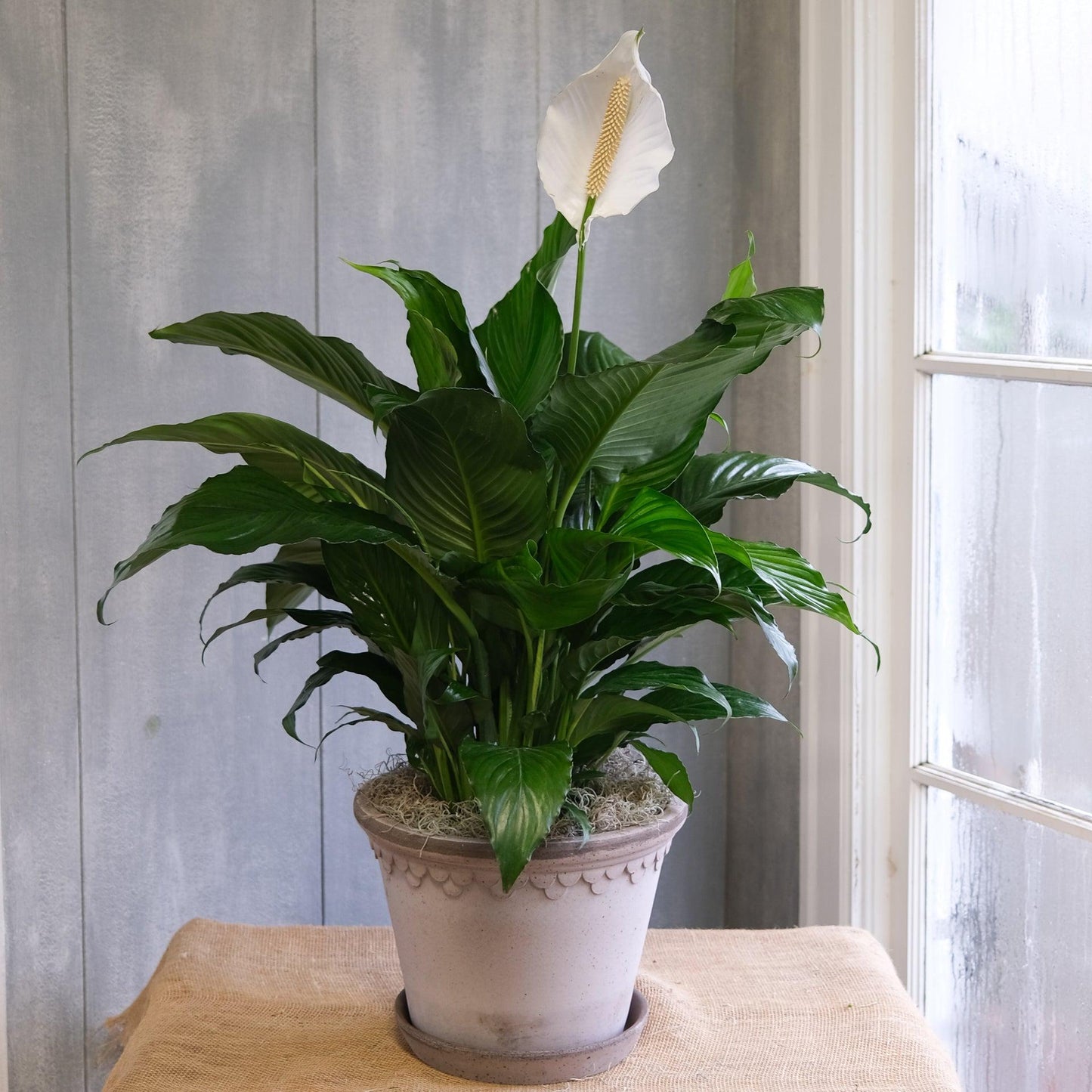 Peace Lily – Spathiphyllum | زنبق السلام