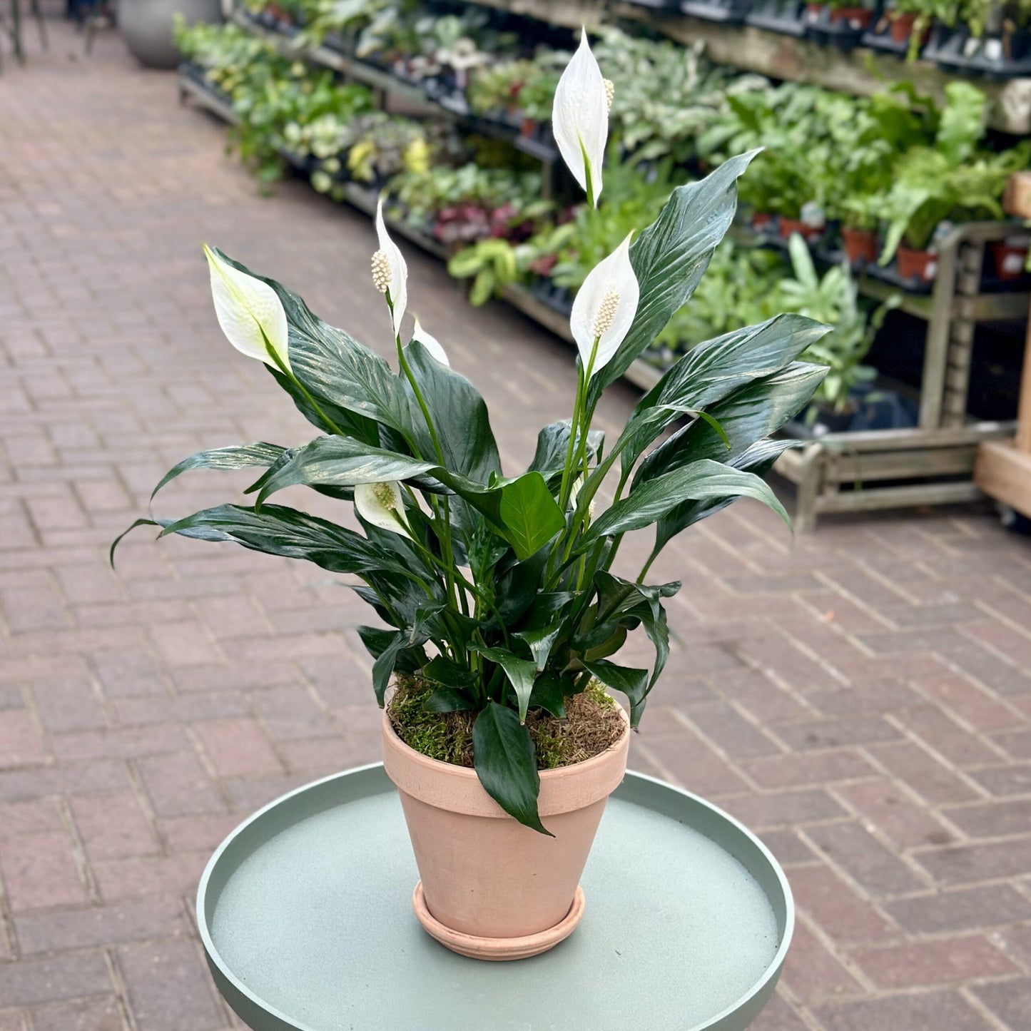 Peace Lily – Spathiphyllum | زنبق السلام