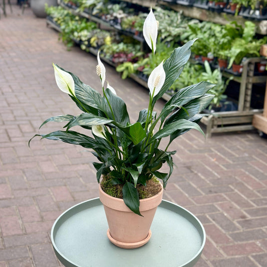 Peace Lily – Spathiphyllum | زنبق السلام
