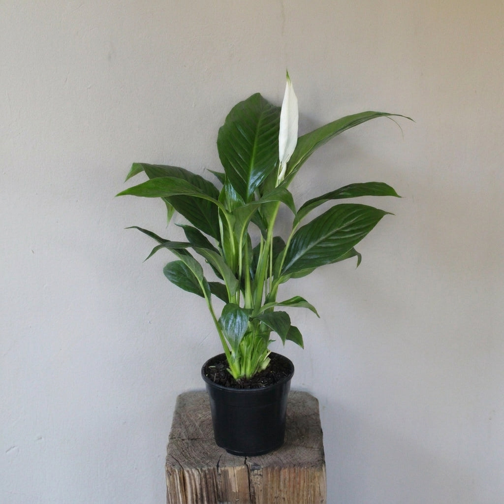 Peace Lily – Spathiphyllum | زنبق السلام