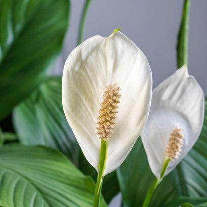 Peace Lily – Spathiphyllum | زنبق السلام