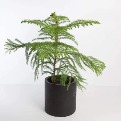 Island Pine شجرة كوكسي أيلتد نيات داخلي