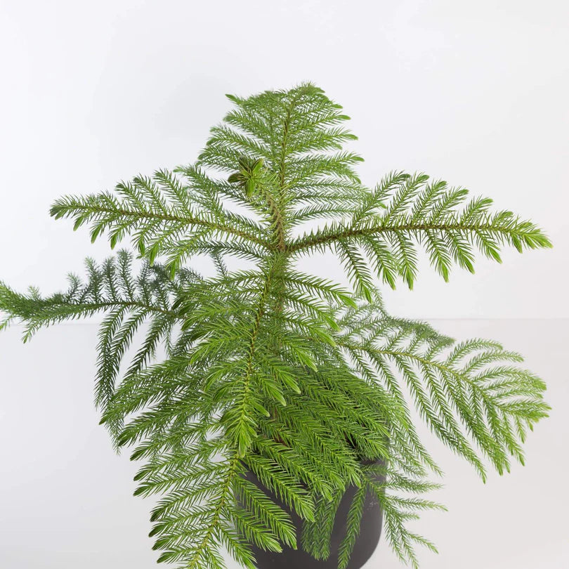 Island Pine شجرة كوكسي أيلتد نيات داخلي
