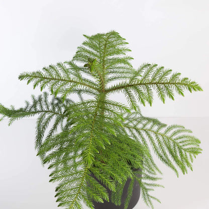 Island Pine شجرة كوكسي أيلتد نيات داخلي