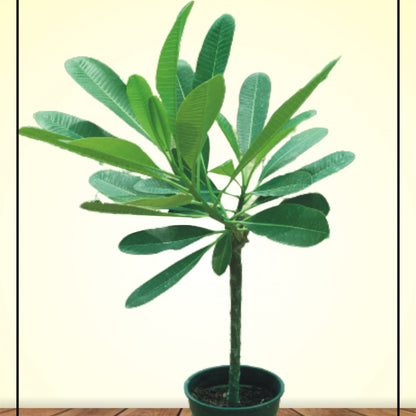 Singapore Plumeria – White Frangipani | بلوميريا سنغافوري البيضاء