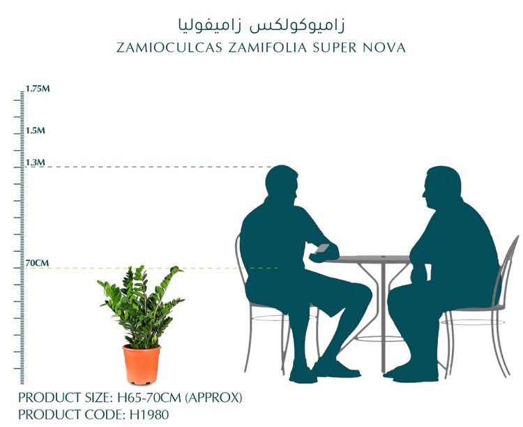 زاميوكولكاس (زاميا) - ارتفاع 70سم Zamioculcas zamiifolia