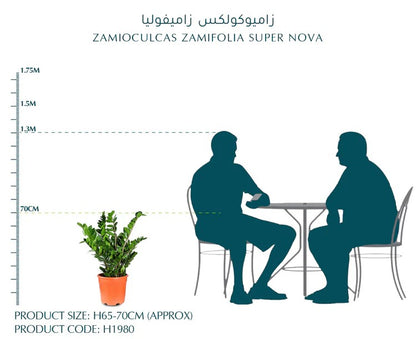 زاميوكولكاس (زاميا) - ارتفاع 70سم Zamioculcas zamiifolia