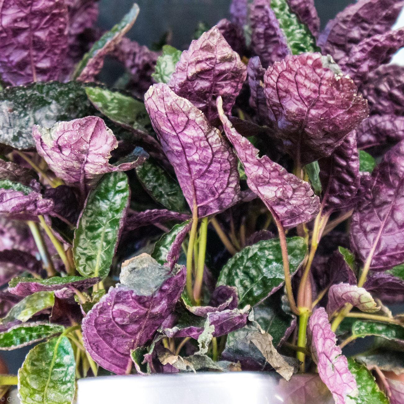 Purple Waffle Plant –نبات الوافل الأرجواني