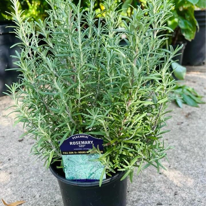 Rosemary Plant - نبات الروزماري