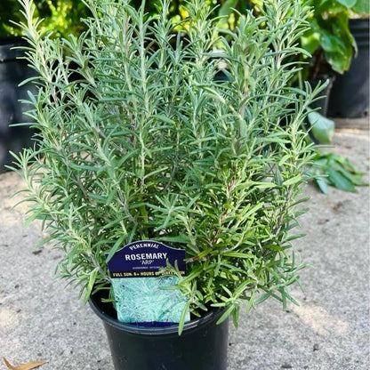 Rosemary Plant - نبات الروزماري