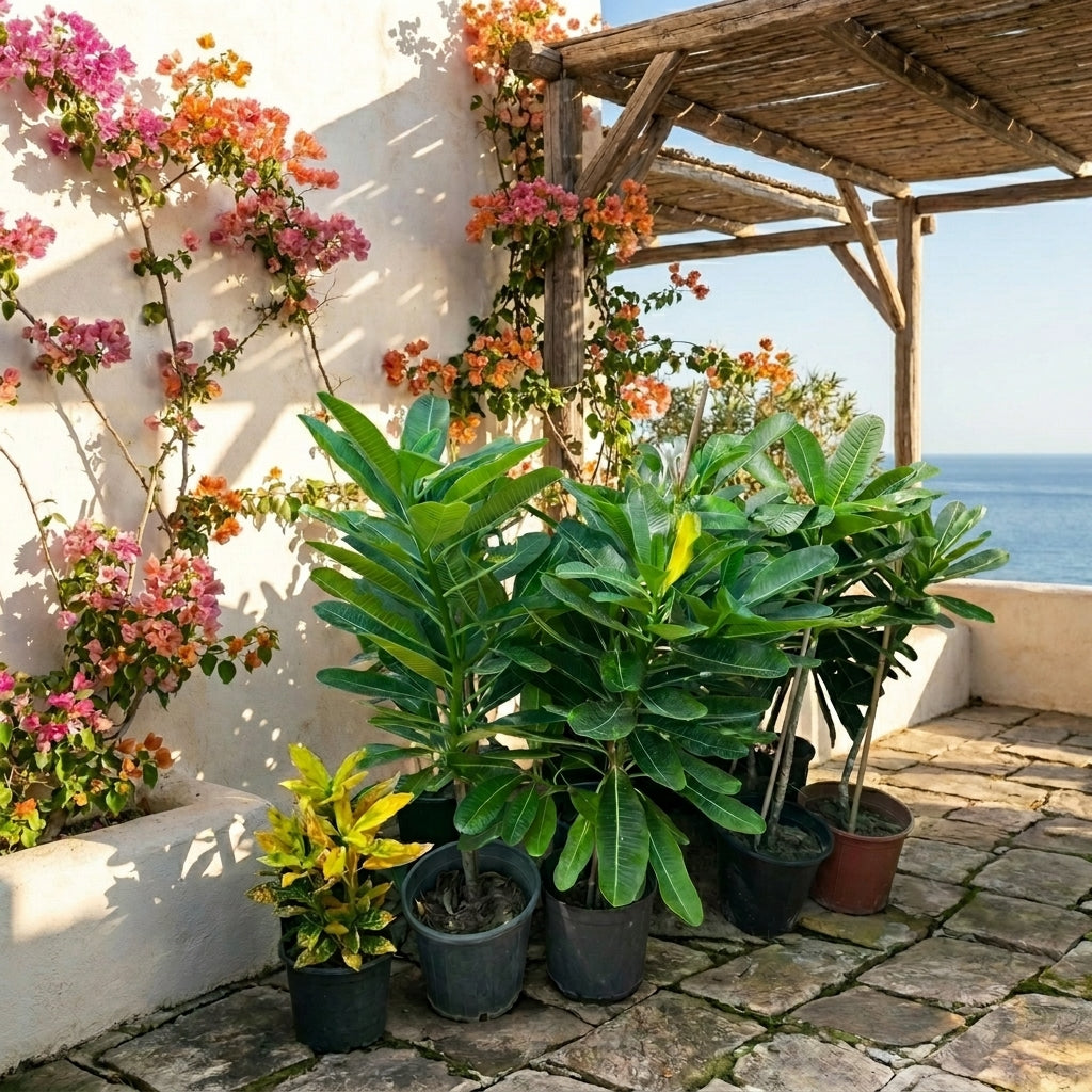 Singapore Plumeria – White Frangipani | بلوميريا سنغافوري البيضاء
