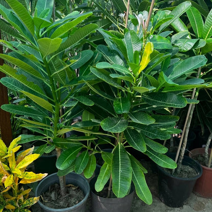Singapore Plumeria – White Frangipani | بلوميريا سنغافوري البيضاء