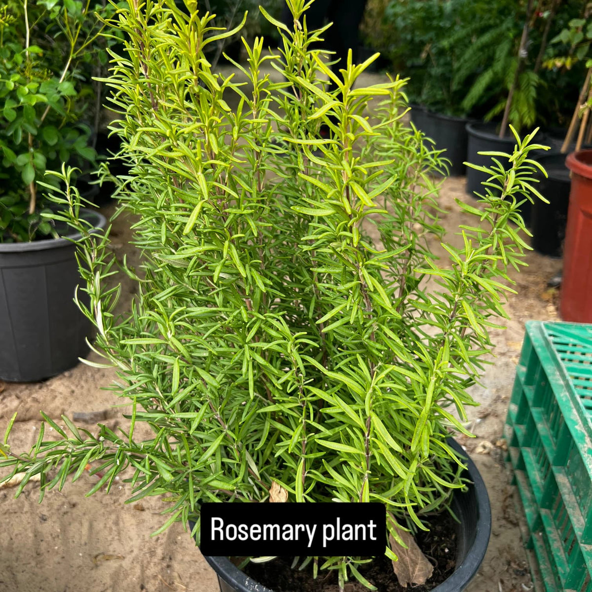 Rosemary Plant - نبات الروزماري