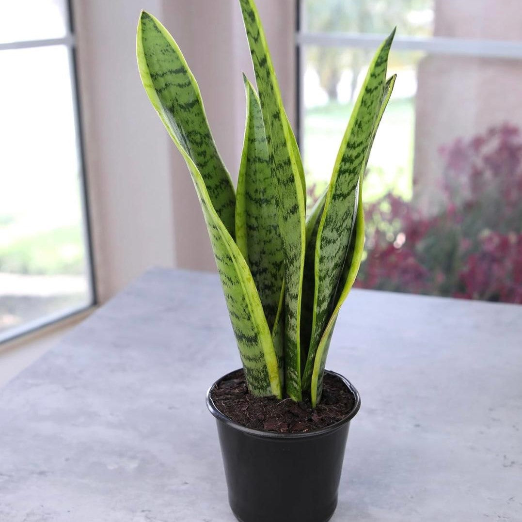 Snake Plants-نباتات الثعبان