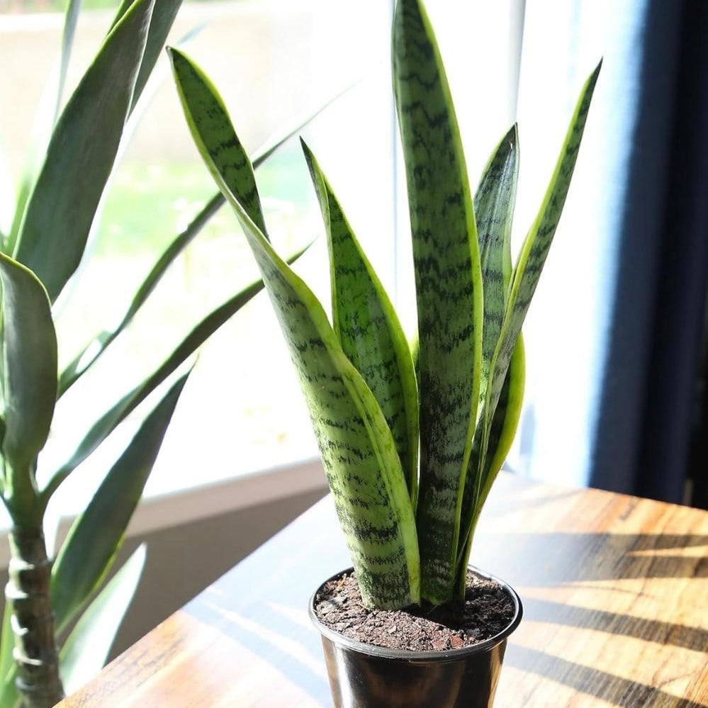 Snake Plants-نباتات الثعبان