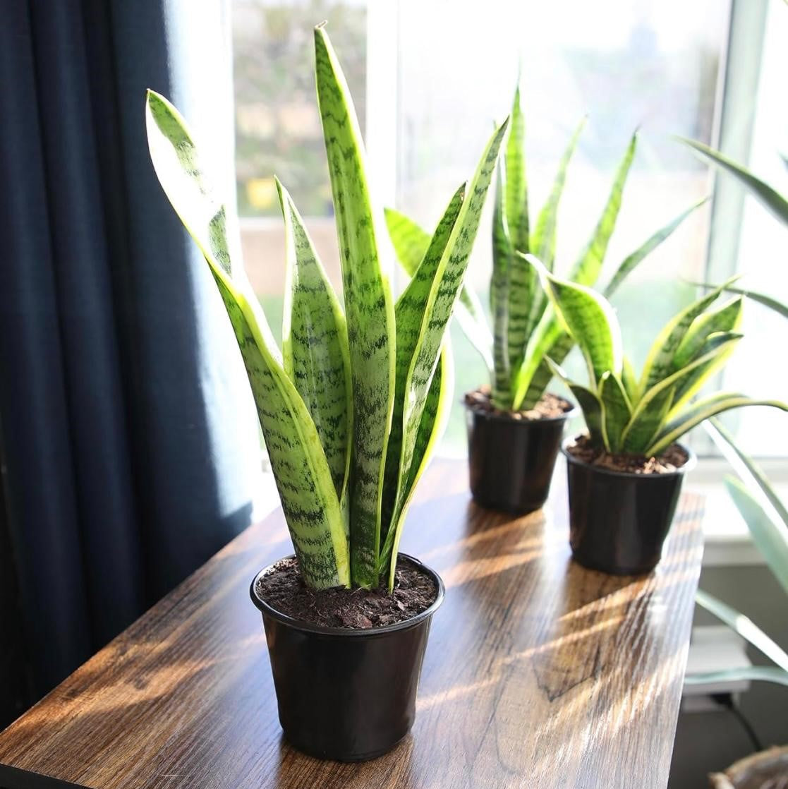 Snake Plants-نباتات الثعبان