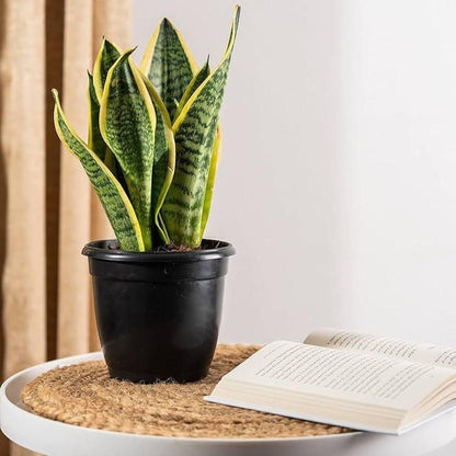 Snake Plants-نباتات الثعبان