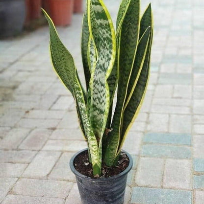 Snake Plants-نباتات الثعبان