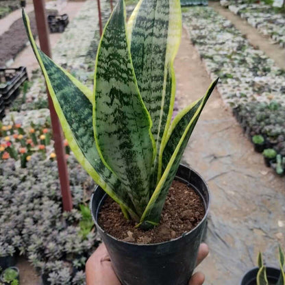 Snake Plants-نباتات الثعبان