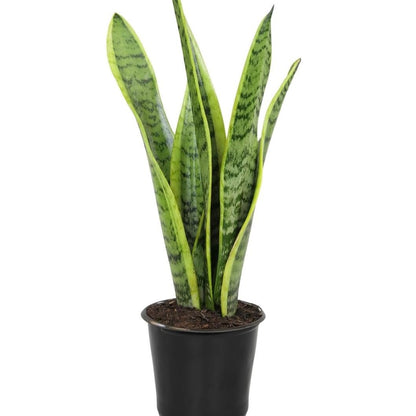 Snake Plants-نباتات الثعبان