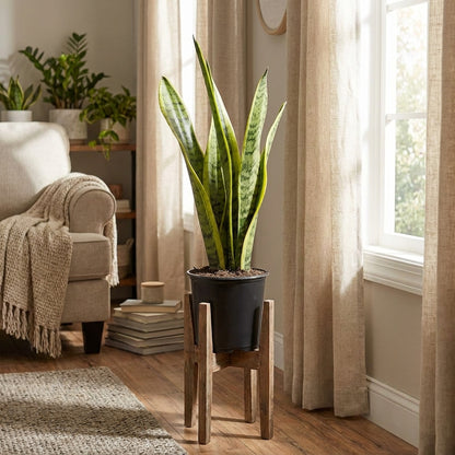 Snake Plants-نباتات الثعبان