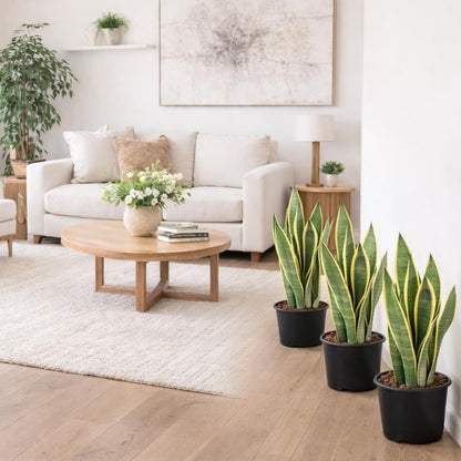 Snake Plants-نباتات الثعبان