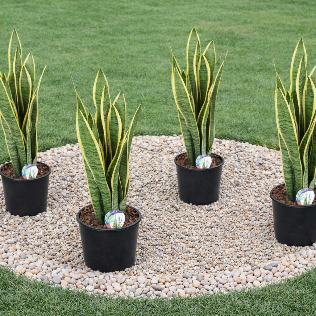 snake plant in arabic Snake Plants-نباتات الثعبان