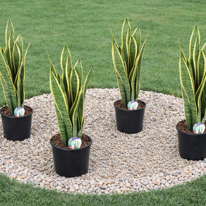 Snake Plants-نباتات الثعبان