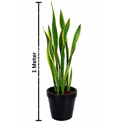 Snake Plants-نباتات الثعبان