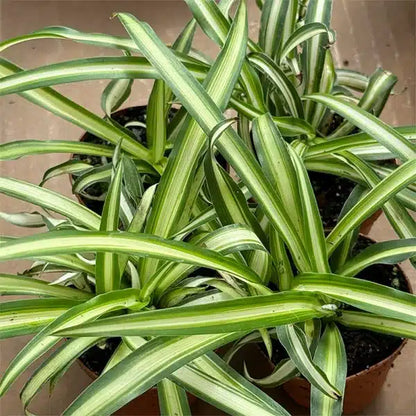 Spider Plant (نبات عنكبوت)