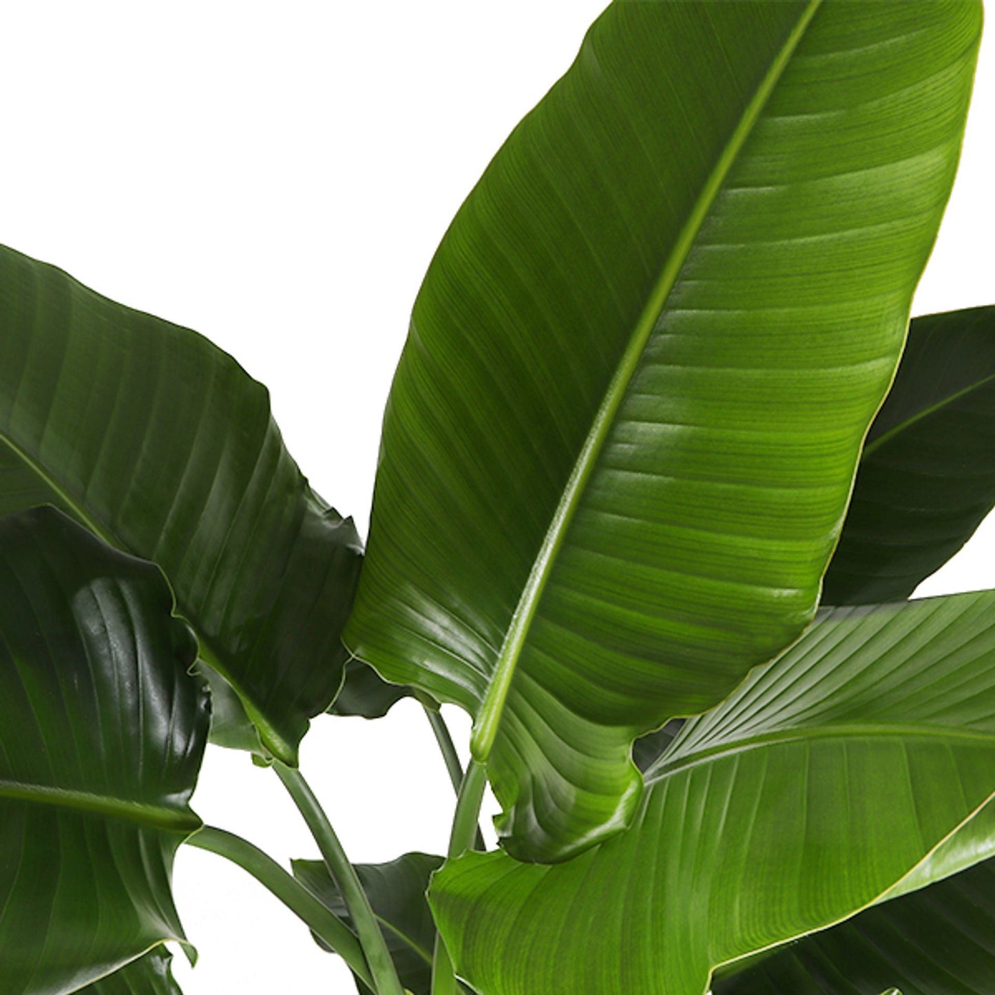 Strelitzia Nicolai – Bird of Paradise (White Bird) | نبات عصفور الجنة