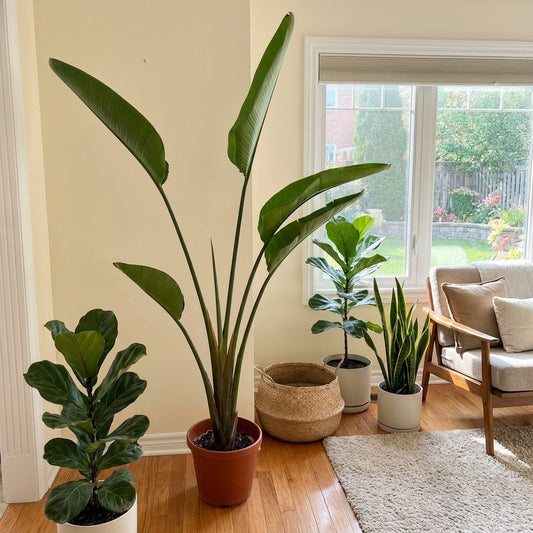 Strelitzia Nicolai – Bird of Paradise (White Bird) | نبات عصفور الجنة