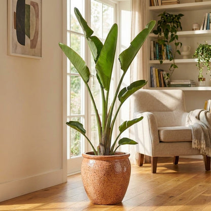 Strelitzia Nicolai – Bird of Paradise (White Bird) | نبات عصفور الجنة