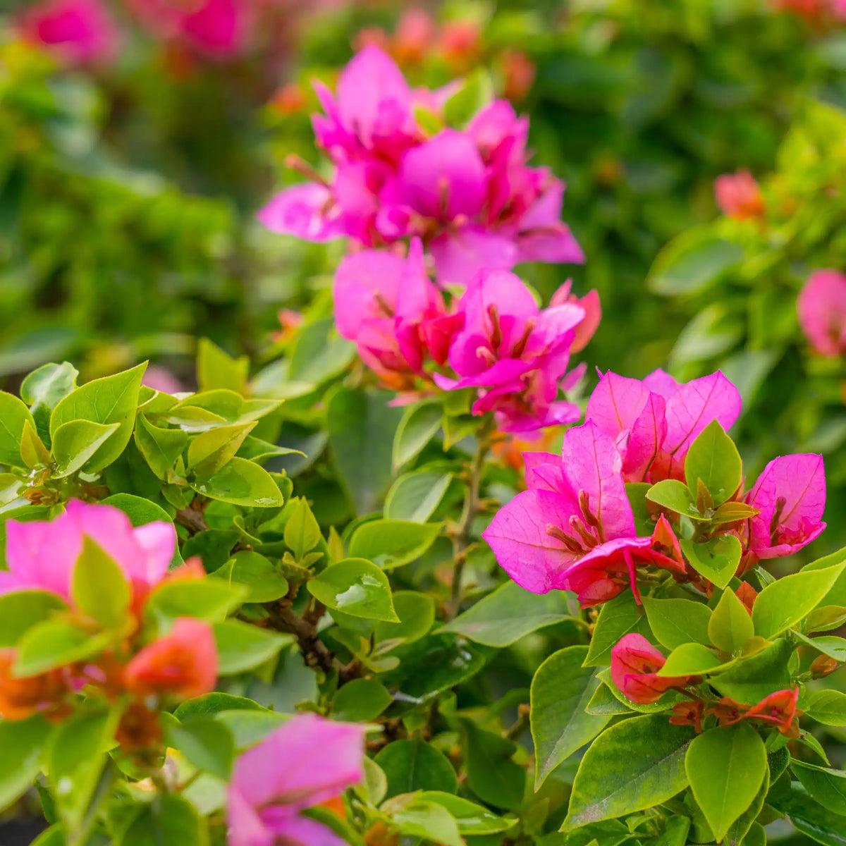 Bougainvillea – The Colorful Queen of the Tropics -الجهنمية