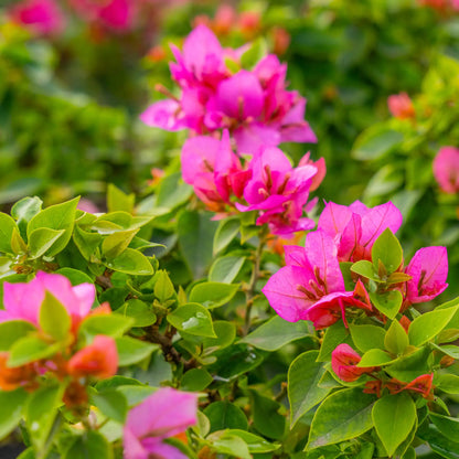 Bougainvillea – The Colorful Queen of the Tropics -الجهنمية