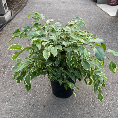 Variegated Weeping Fig (Ficus benjamina variegata)شجرة التين الباكي المتنوعة