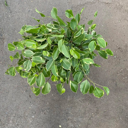 Variegated Weeping Fig (Ficus benjamina variegata)شجرة التين الباكي المتنوعة