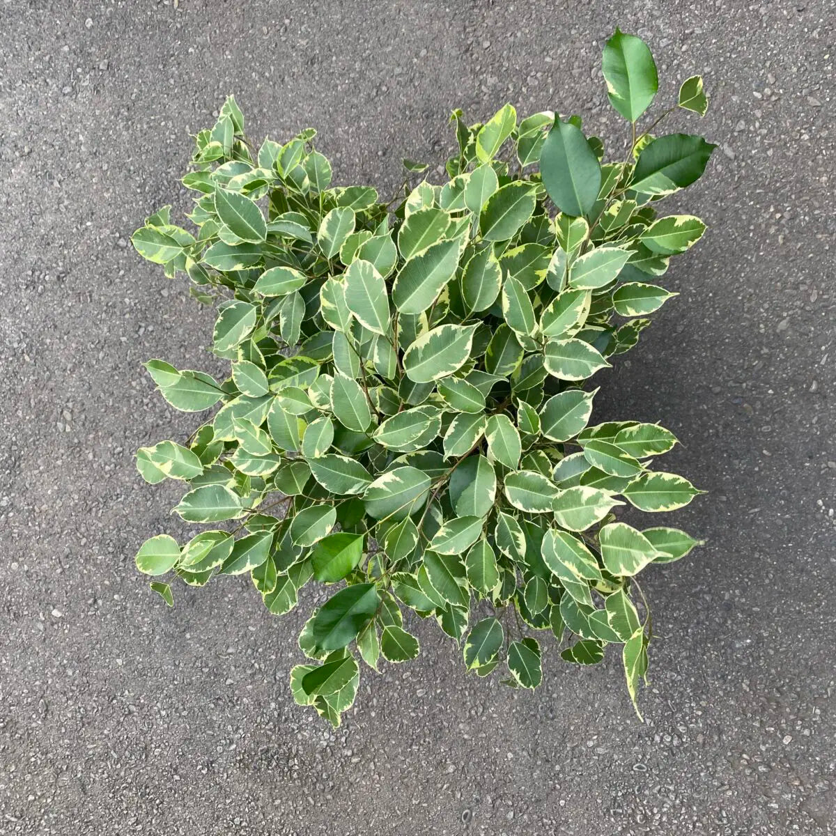 Variegated Weeping Fig (Ficus benjamina variegata)شجرة التين الباكي المتنوعة
