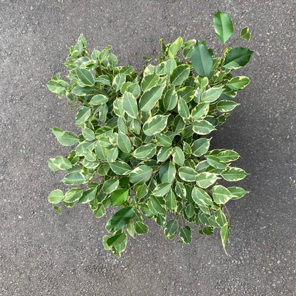 Variegated Weeping Fig (Ficus benjamina variegata)شجرة التين الباكي المتنوعة